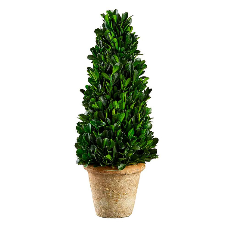 13.3" Preserved Boxwood Cone Topiary In Clay Pot Green (Pack Of 3) KPB114-GR By Silk Flower