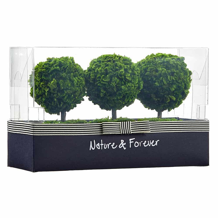 6.7"H X 11"L Preserved Boxwood Topiary In Clay Pot (3 Ea/Box) Green (Pack Of 2) KRB502-GR By Silk Flower