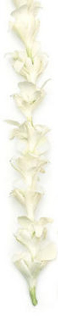 Tuberose & White Orchid Combination Lei -              