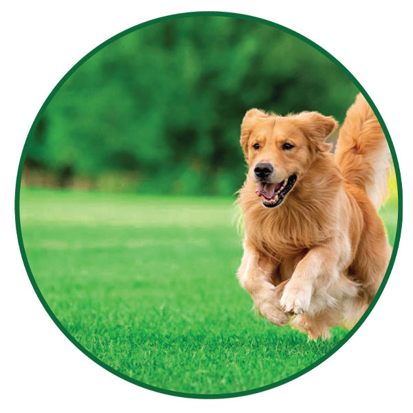 Safe to use Zero Waste USA® Odor Eliminator on Turf