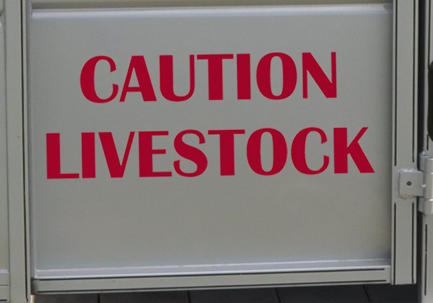 CAUTION LIVESTOCK Vinyl Decal - Cattle Horse Trailer - Die Cut Sticker
