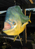 Mahi Mahi 72 Full Mount Both Sides Hanging Display Fiberglass Fish Replica