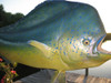 Mahi Mahi 72 Full Mount Both Sides Hanging Display Fiberglass Fish Replica