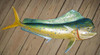 Mahi Mahi fiberglass fish replica