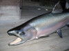 King Salmon fiberglass fish replica