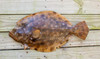 Flounder fiberglass fish replica