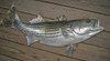 Striped Bass 38 inch full mount fiberglass fish replica - also Striper, Rockfish