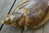 Flounder fiberglass fish replica