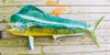 Mahi Mahi, Dorado, Dolphin fiberglass fish replica