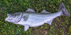 Striped Bass replica, Rockfish replica