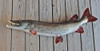 Muskellunge 48 inch fiberglass fish mount replica