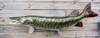 Muskellunge 48 inch fiberglass fish mount replica