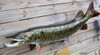 Muskellunge 48 inch fiberglass fish mount replica