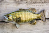 Smallmouth Bass fiberglass fish replica