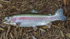 Rainbow Trout fiberglass fish replica