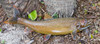 Lake Trout fiberglass fish replica