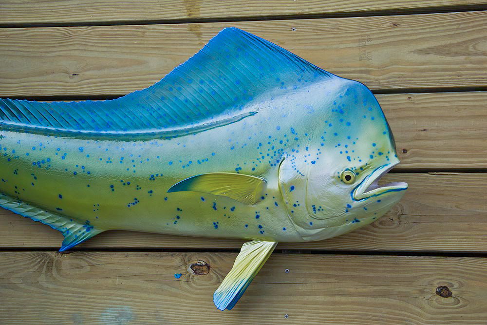 Mahi Mahi 67 Full Mount Fiberglass Fish Replica - The Fish Mount Store