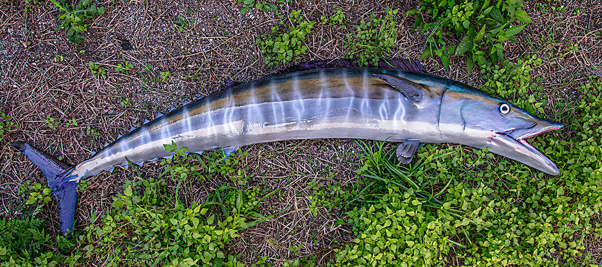 Wahoo 55 inch half mount fiberglass fish replica - The Fish Mount