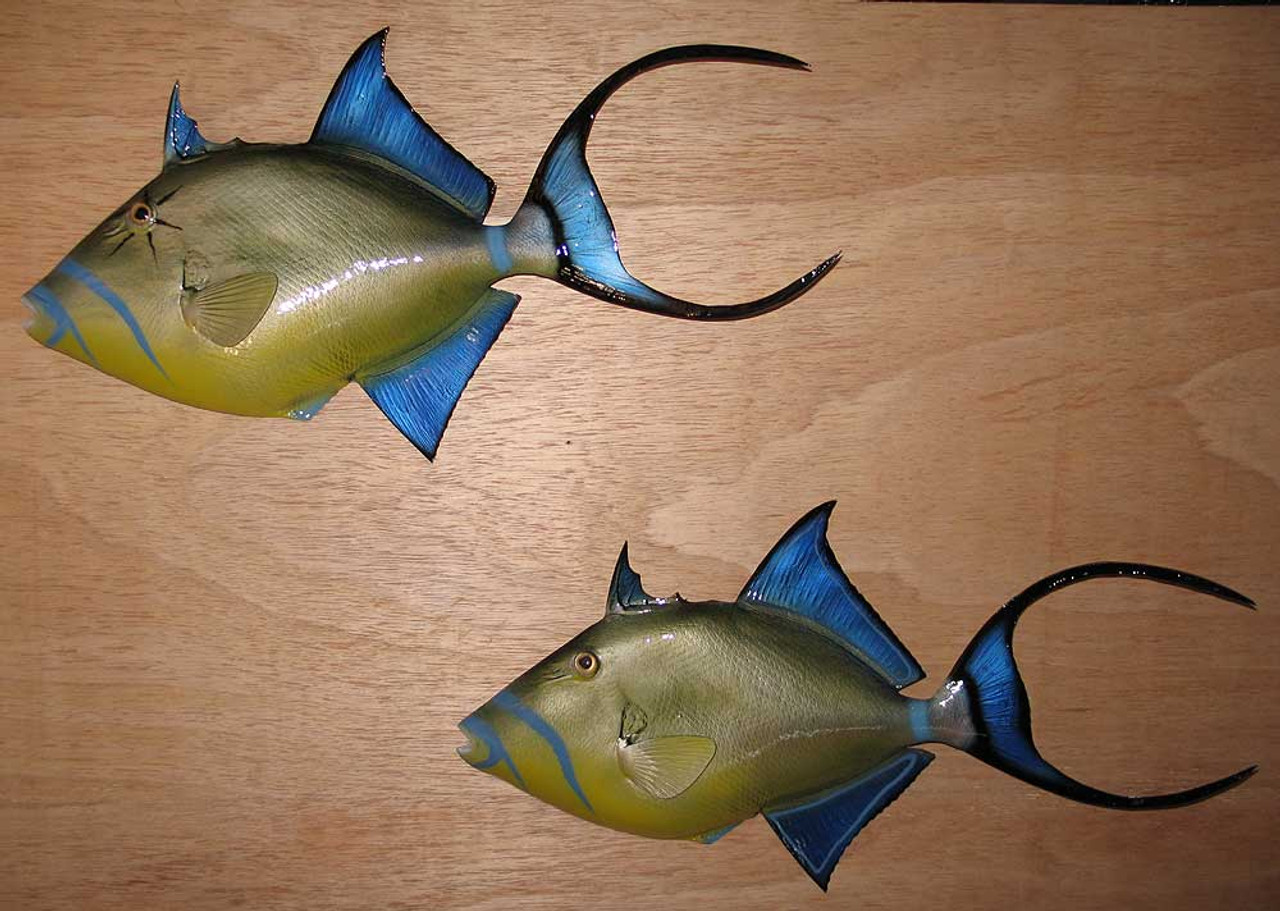 Queen Triggerfish 24 inch half mount fiberglass fish replica - The Fish  Mount Store