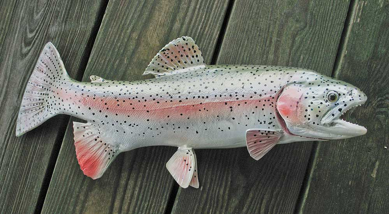 Fish Measuring Boxes for Trophy Rainbow Trout 