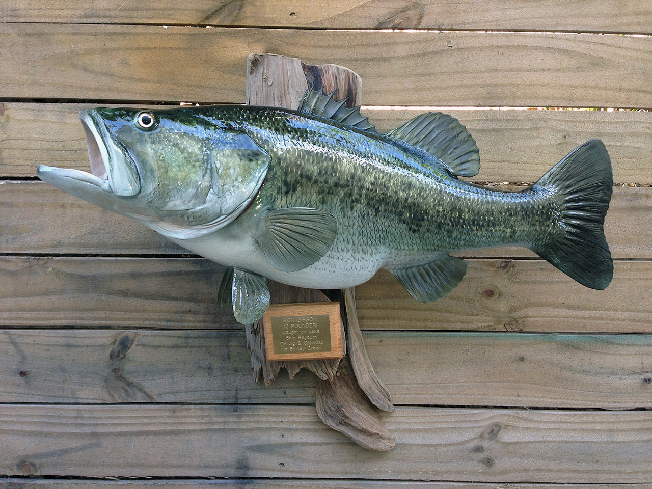 Largemouth Bass 26 inches Full Mount Fiberglass Fish Replica