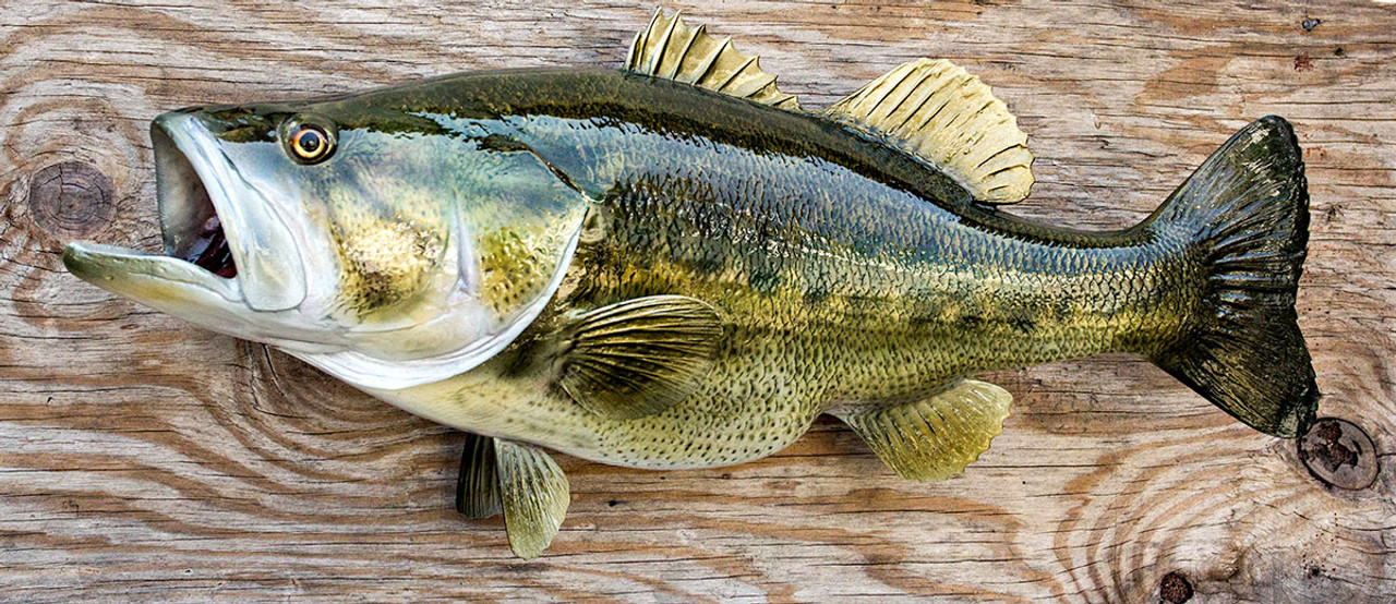 Largemouth Bass 26 inches Full Mount Fiberglass Fish Replica - The