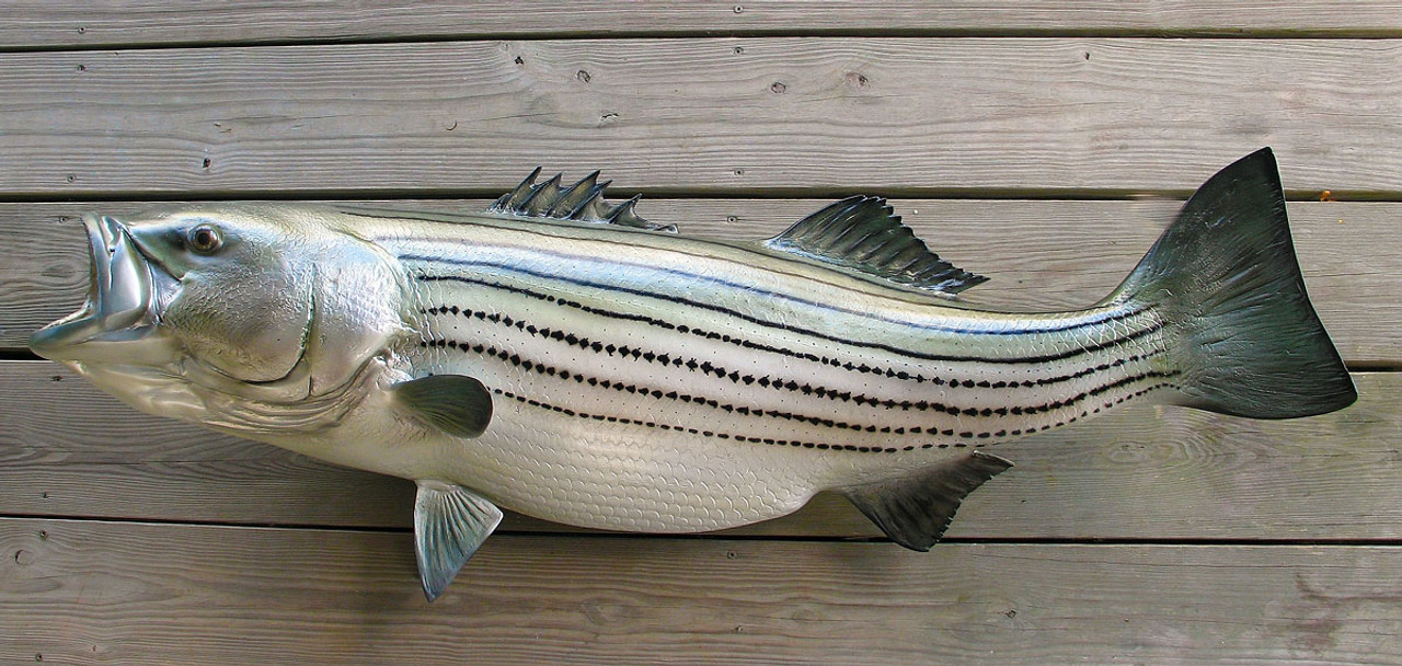 Striped Bass 54 inch full mount fiberglass fish replica - also Striper,  Rockfish