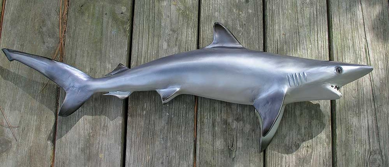 blacknose shark