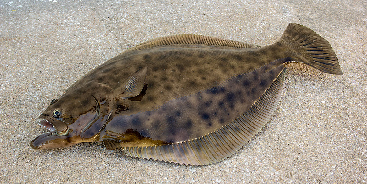 Flounder 24 Inch Half Mount Fiberglass Fish Replica The Fish Mount Store