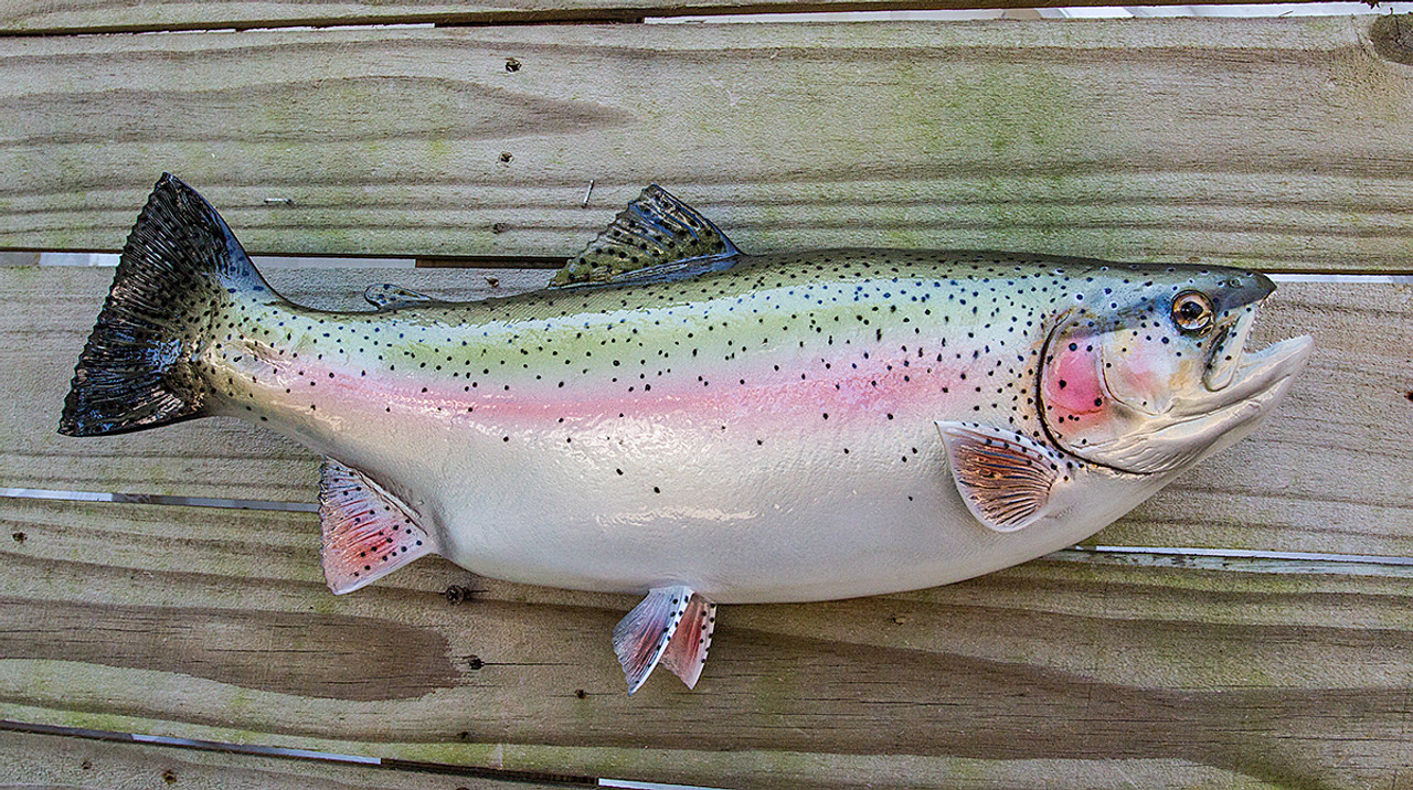 Rainbow Trout 18 5 Inch Full Mount Fiberglass Fish Replica The