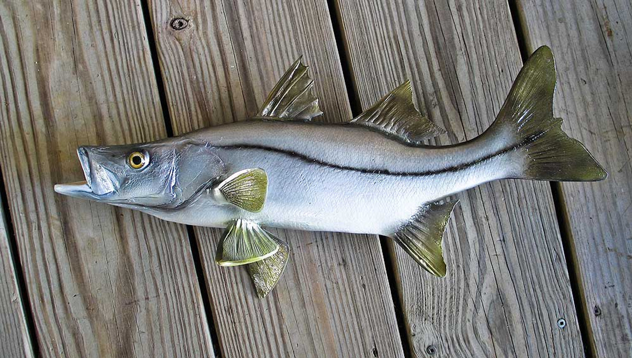 Snook 21 inch Full Mount fiberglass fish Replica