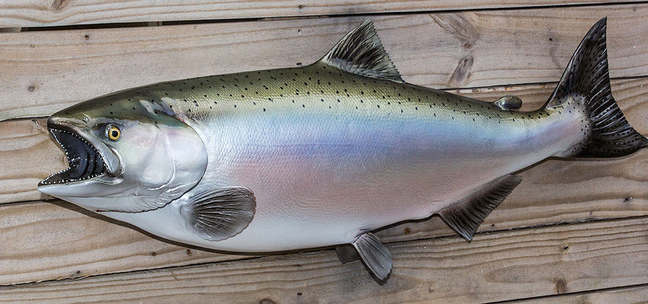 King salmon mount clearance