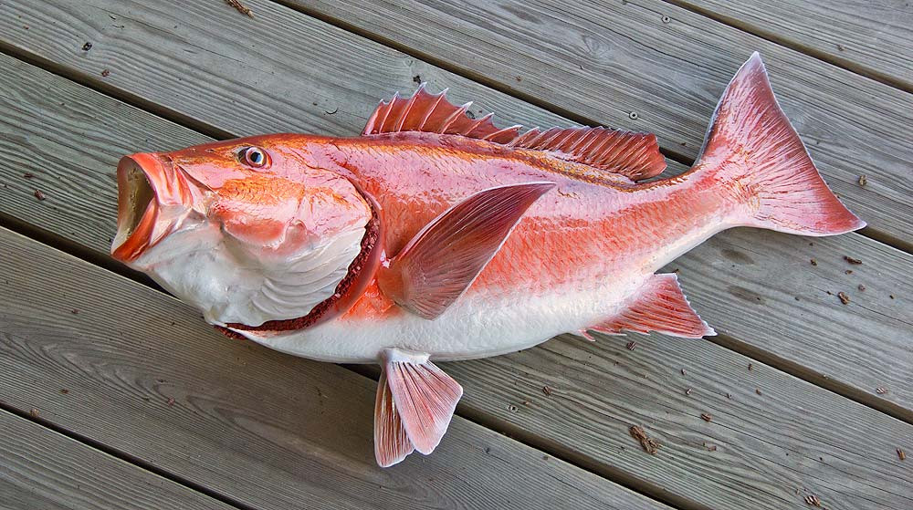 Red Snapper 34L inch Full Mount Fiberglass Fish Replica - The Fish ...