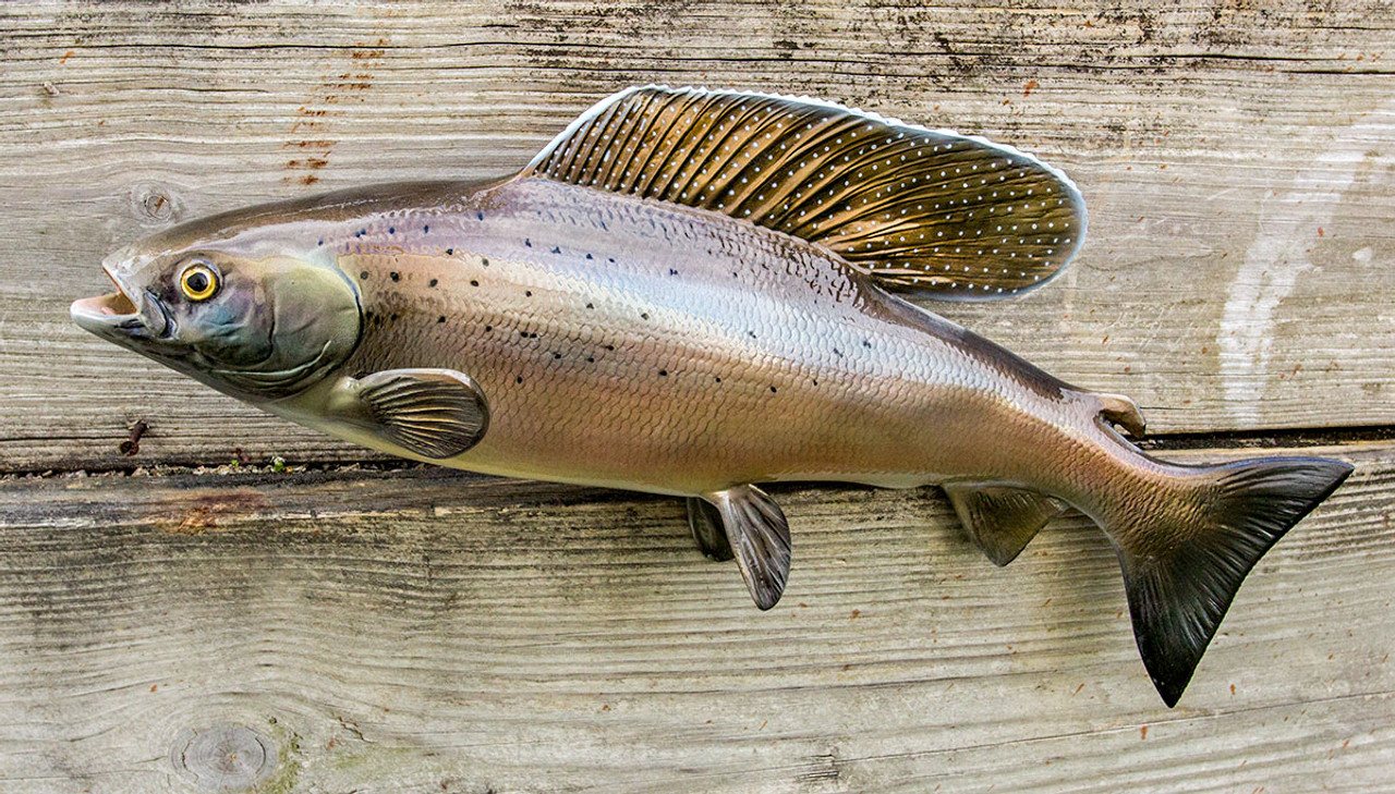 Arctic Grayling 23L inch fiberglass fish mount replica taxidermy - The Fish  Mount Store