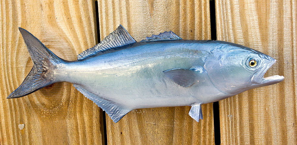 Bluefish 13 inch Full Mount Fiberglass Fish Replica - The Fish