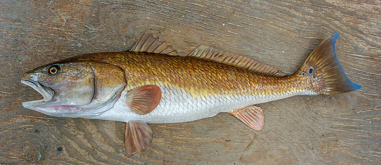 Redfish 34 inch Half Mount Fiberglass Fish Replica