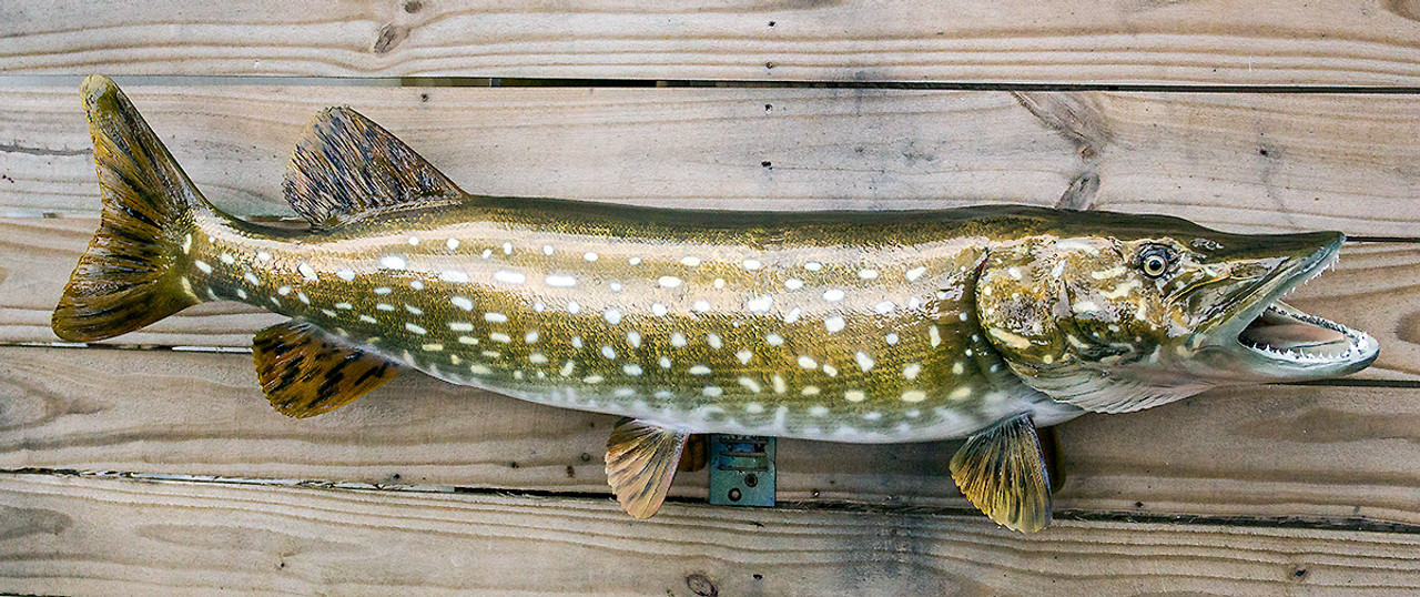 Northern Pike 38 inch fiberglass fish mount replica - The Fish
