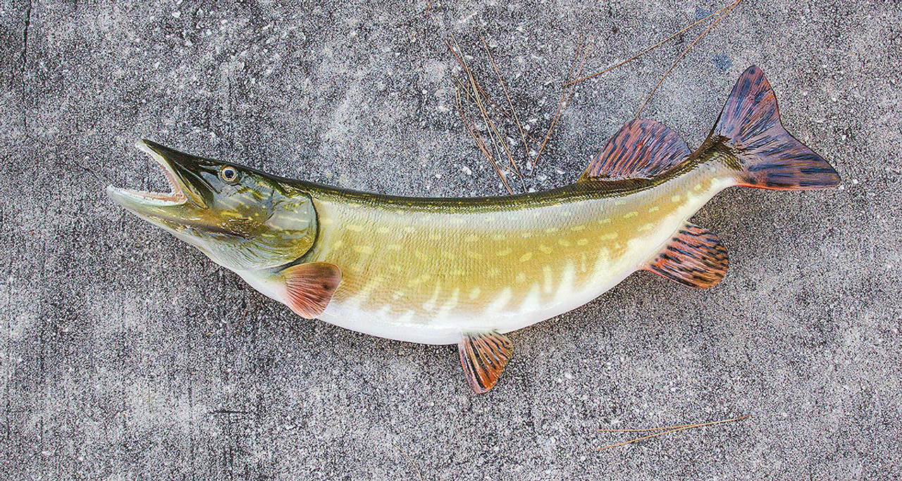 Northern Pike Fish Mount — Cisco's Gallery