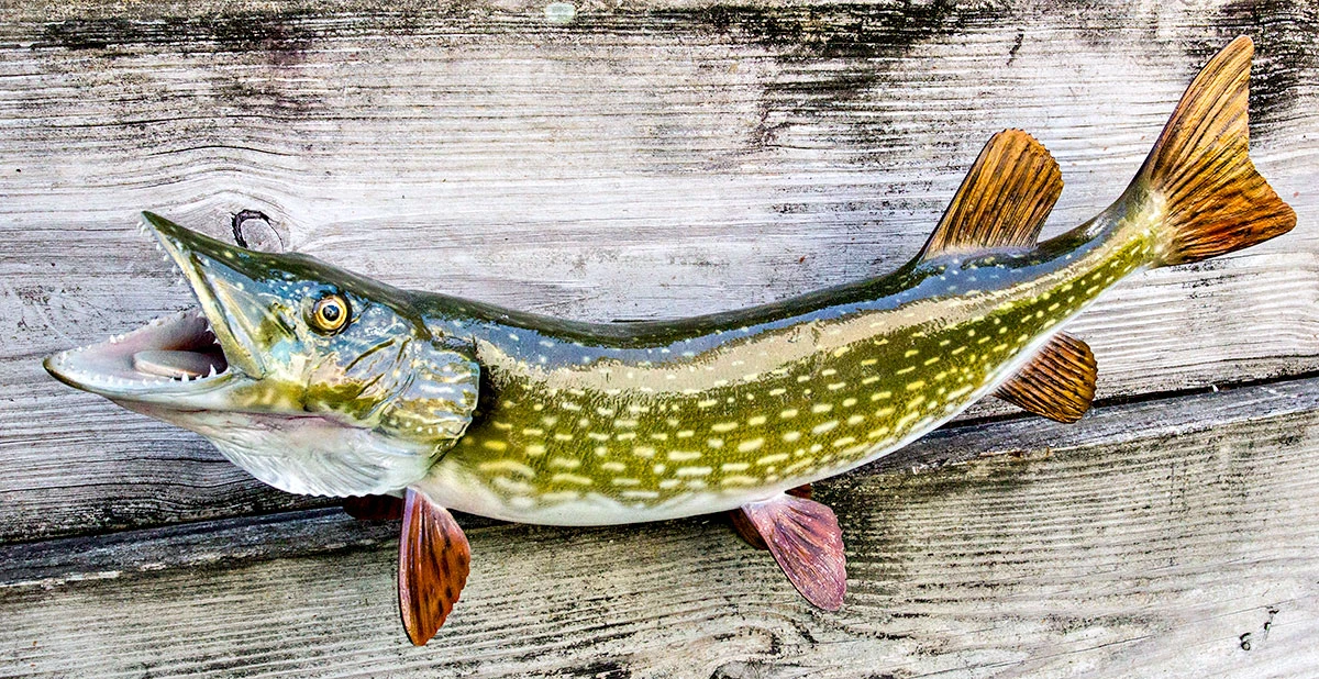 Images Of Northern Pike Fish Think You Understand Pike And Their