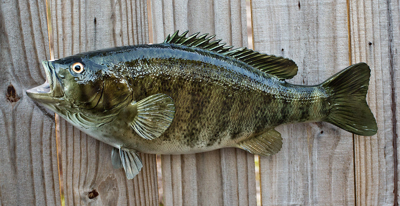 Cabela's Freshwater Fish Mount Replica Smallmouth Bass - Yahoo