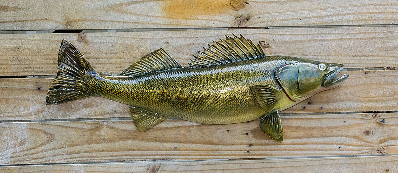 Walleye 29R Half Mount fiberglass fish replica - The Fish Mount Store