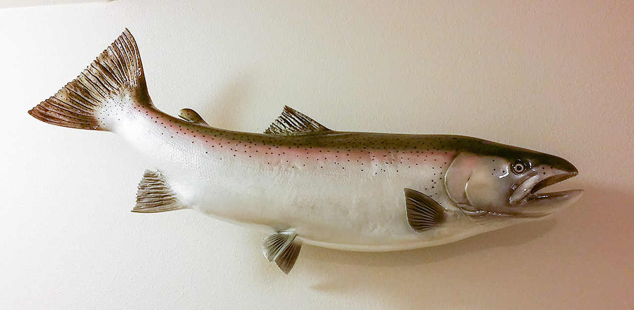 Steelhead Trout 34R fiberglass fish replica - The Fish Mount Store