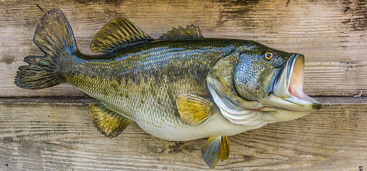 Largemouth Bass 27R inches Full Mount Fiberglass Fish Replica