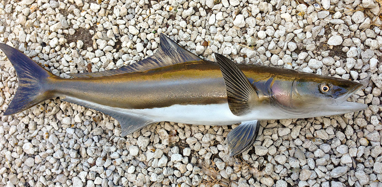 Cobia 35R inch full mount fiberglass fish replica