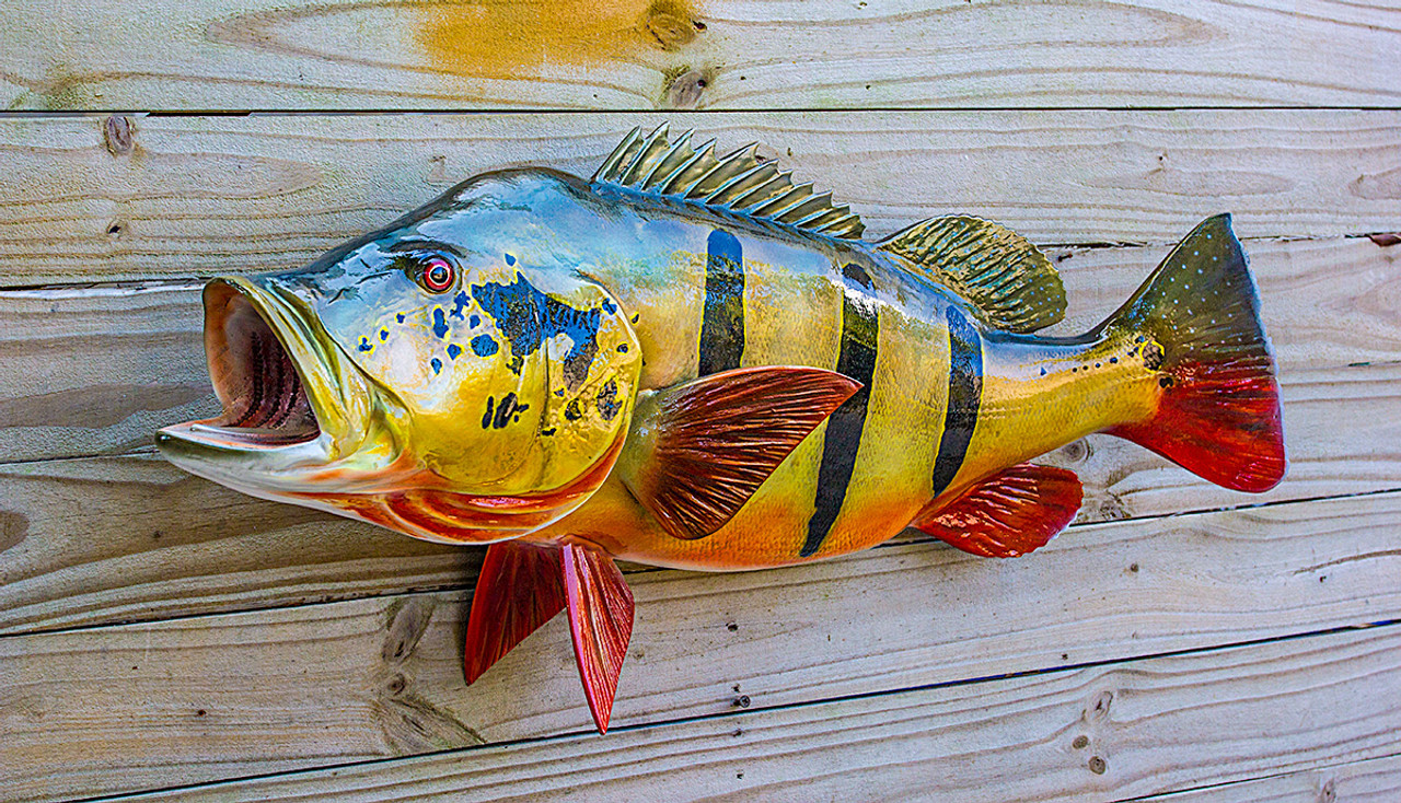 Peacock Bass 32L Full Mount fiberglass Fish replica