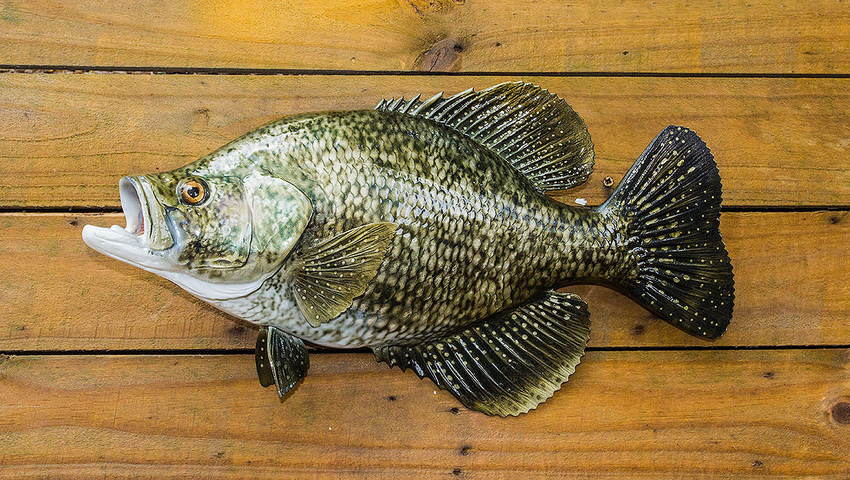 Crappie, Black 19L inch Fish Mount Replica - The Fish Mount Store