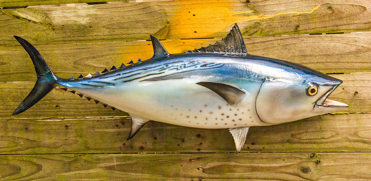 Little Tunny 35 inch Full Mount Fiberglass Fish Replica - The Fish