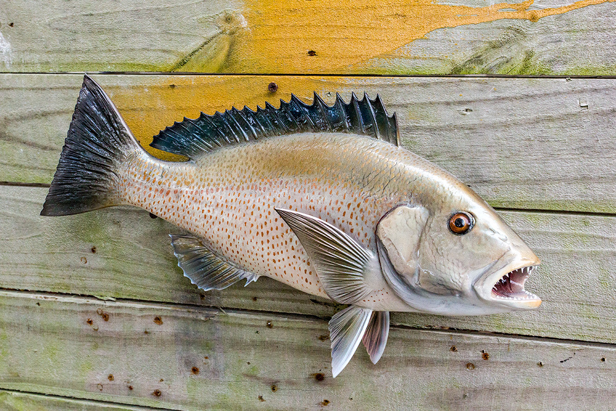 Mangrove Snapper 17 inch full mount fiberglass fish replica - The Fish ...