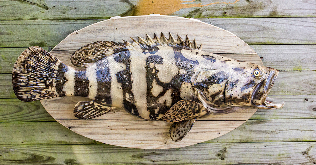 salmon grouper fish