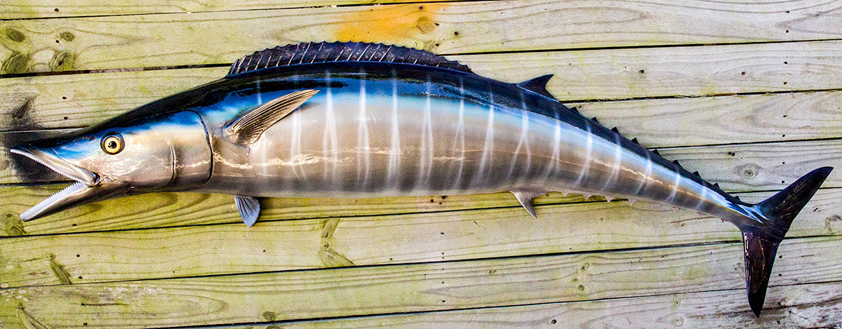 Wahoo 64 inch half mount fiberglass fish replica - The Fish Mount